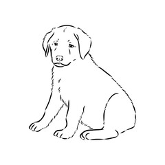 Wall Mural - Anatolian shepherd vector sketch illustration