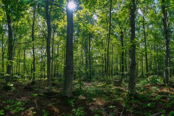 Poster - A serene scene of sunlight shining through the treetops in a woodsy area, perfect for backgrounds or nature-inspired compositions