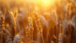 © cyishu - sunlight shining on golden wheat fields, symbolizing a natural harvest and the beauty of agriculture
