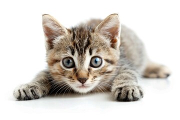 Aufkleber - A small kitten resting on a clean white surface