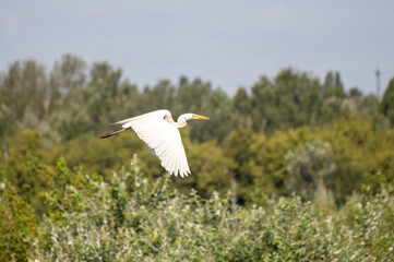 White heron in nature in summer.