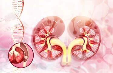 Wall Mural - Human kidney anatomy, kidney stone, dna. 3d illustration.