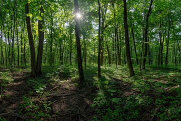 Sticker - Trees illuminated by sunlight in a woodland scene