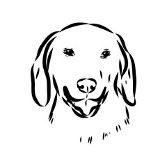 Wall Mural - Happy American Foxhound peeking dog. Foxhound portrait. Black and white vector illustration.