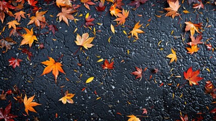 Wall Mural - Top view of colorful maple leaves on asphalt floor autumn season background