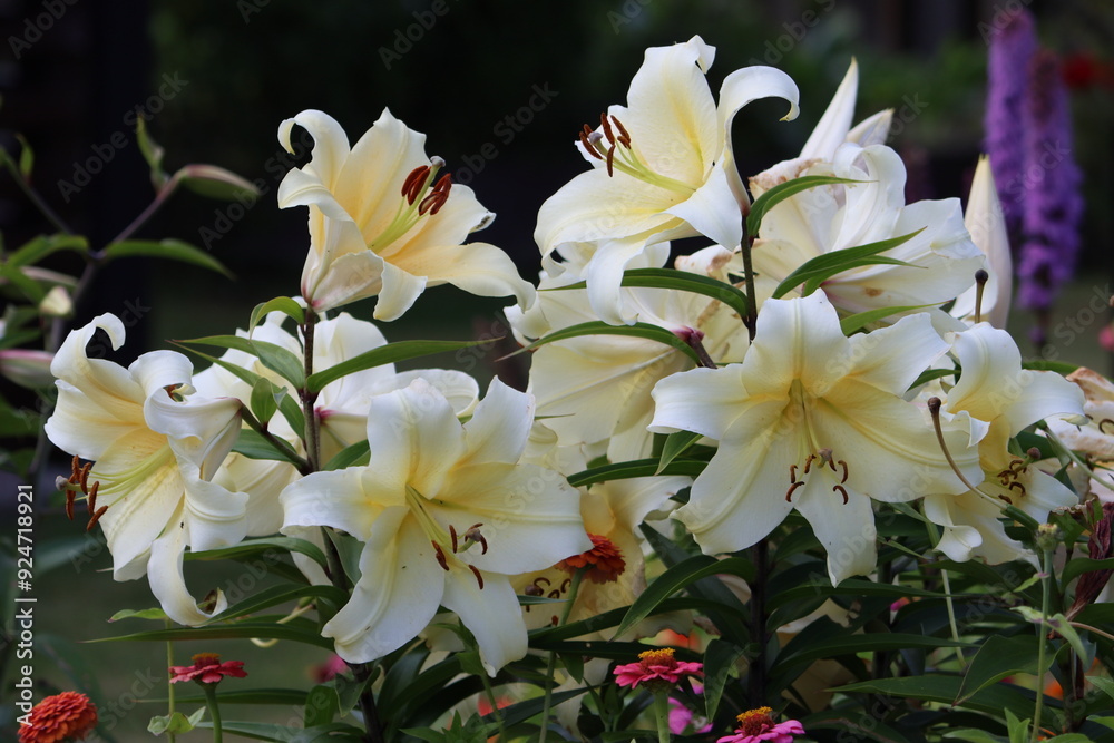 Sweden. Lilium auratum ( yamayuri, literally 