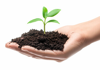 Hand holding a small plant or small tree for giving life to the earth, isolated on white background. Concept of conservation, planting, sustainability, environmental and ecology