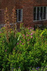 Wall Mural - Traditional english cottage walled garden