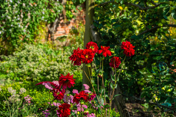 Wall Mural - Traditional english cottage walled garden