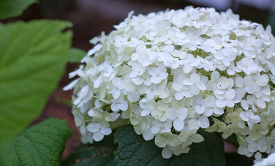 Wall Mural - White Annabelle hydrangea flowers in a German garden.