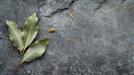 Sticker - Bay leaf on gray surface