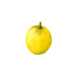 Botanical lemon illustration watercolor. Hand drawn illustration with lemon and yellow fruit