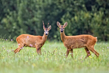 Buck deer with roe deer in the wild