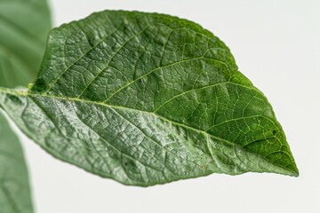 Wall Mural - Bengal quince leaf close up on white background