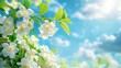 © MetaPixel - Jasmine flowers on blue sky background for design purposes