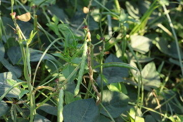 Wall Mural - leaves and flowers green beans in the field