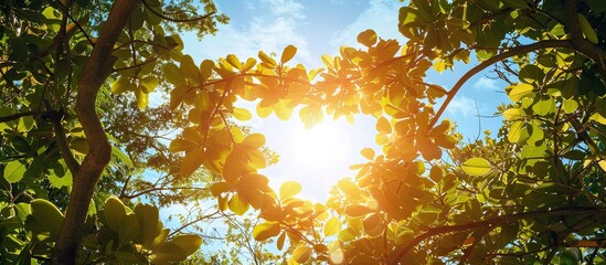 Poster - A heart shaped copy space image framed by tree branches leaves and sunlight in a garden against a sky backdrop