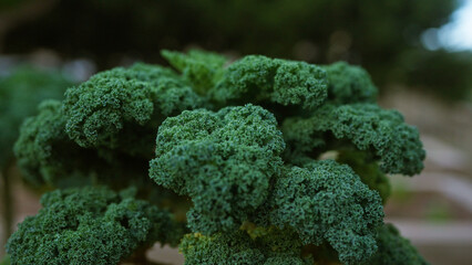 Wall Mural - Closeup of curly kale brassica oleracea outdoors in mallorca showcasing the rich green leaves against a blurred natural background