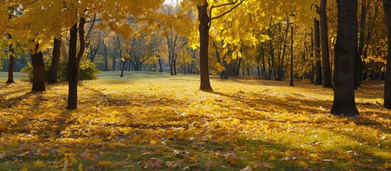 Poster - Yellow leaves blanket the fall park creating a picturesque scene with ample copy space image