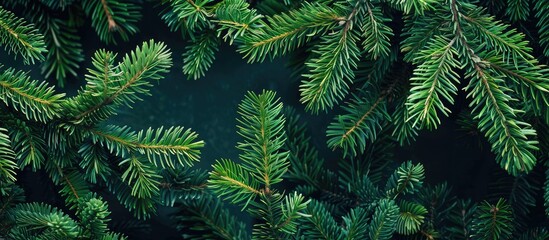 Fototapete - Green pine branches creating a festive Christmas fir tree background with copy space image