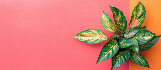 Aufkleber - Flat lay of a houseplant on a vibrant background with copy space image
