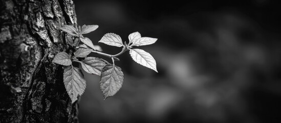 Leinwandbilder - Monochrome image of fresh leaves sprouting on aged tree with copy space image