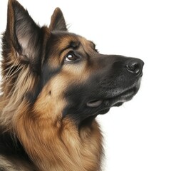 Wall Mural - Isolated head of German shepherd dog on transparent background