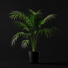 Wall Mural - a close up of a plant in a black pot on a black background