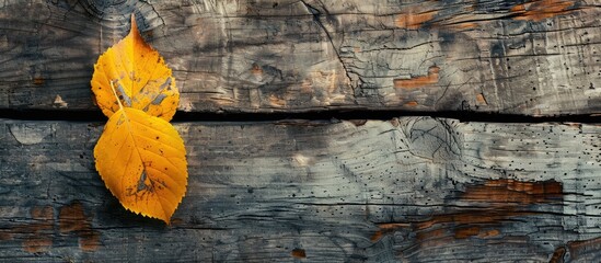 Poster - A yellow leaf on a rustic table with copy space image