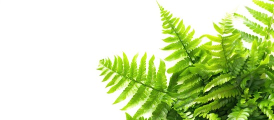 Sticker - Macro image of a vibrant fern with flawless leaves against a blank background for copy space image