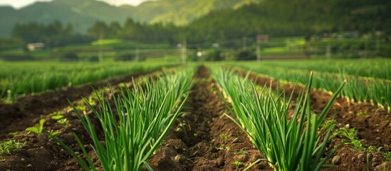 Poster - a picturesque green onion farm with ample empty space for text or graphics on the picture
