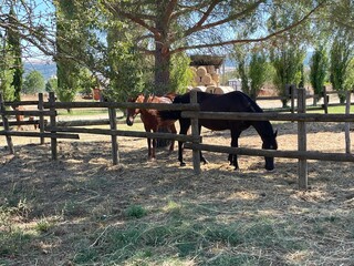 Two adult horses in the enclosure