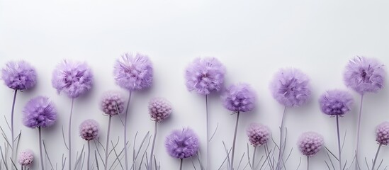 Poster - Purple fluffy flowers arranged neatly on a white background with a thick carpet creating a flat lay composition with ample copy space image