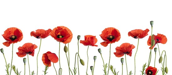 Aufkleber - Red poppies also known as common poppy set against a white backdrop with copy space image