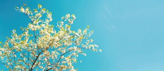Aufkleber - Tree in bloom during spring with clear blue sky creating a rich copy space image
