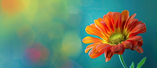 Poster - Flower in vibrant bloom A colorful subject for your copy space image