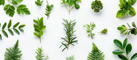 Wall Mural - Top view of young green plants and leaves on a white background ideal for copy space images