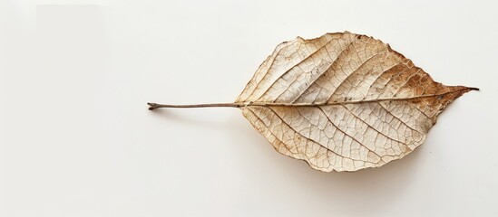 Aufkleber - A single dried leaf set against a white backdrop with space for additional image elements