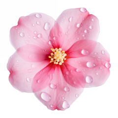 Sticker - arafed pink flower with water droplets on it on a white background