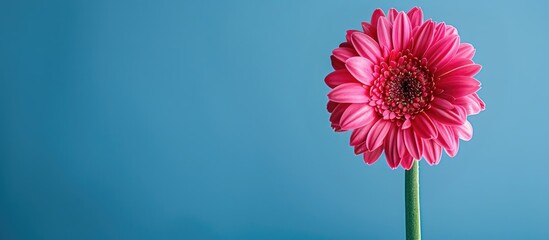 Aufkleber - Magenta gerbera flower on a blue backdrop in a copy space image