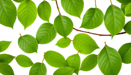 Wall Mural - Green leaves isolated on white isolated with white highlights, png