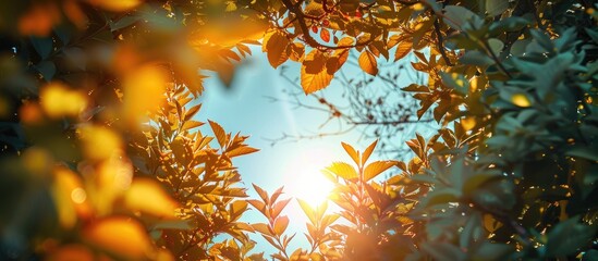 Poster - A heart shaped copy space image framed by tree branches leaves and sunlight in a garden against a sky backdrop