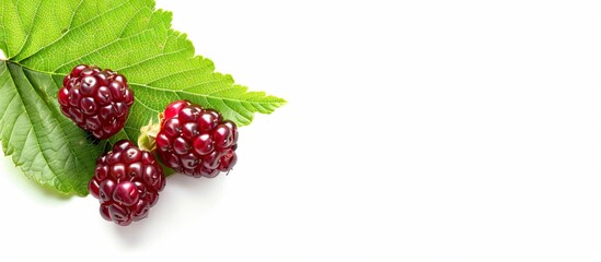 Aufkleber - Mulberry fruit with a green leaf on a white background. with copy space image. Place for adding text or design