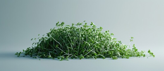 Leinwandbilder - pile of alfalfa sprouts. with copy space image. Place for adding text or design