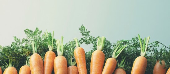 Poster - Heap of young raw organic carrots isolated. with copy space image. Place for adding text or design