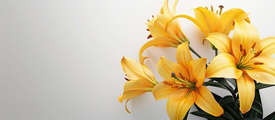 Poster - Lovely yellow lilies on a white backdrop. with copy space image. Place for adding text or design