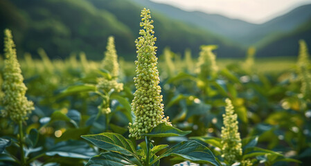 Wall Mural - Peppercorns are being cultivated in a lush green field. the thriving peppercorn plants. Generative AI.