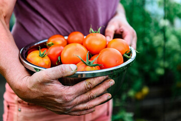 Wall Mural - Young woman holding bowl full of tomatoes in greenhouse. Harvesting and picking tomatoes.