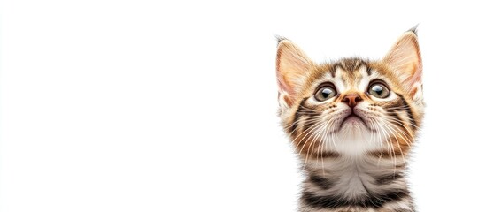 Poster - Portrait of an adorable European kitten set against a white background Animal portrait. with copy space image. Place for adding text or design