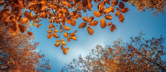 Poster - A natural frame composed of branches with autumn colored leaves Trees displaying autumn hues against a blue sky backdrop. with copy space image. Place for adding text or design